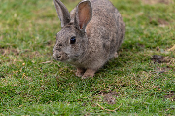 Naklejka na ściany i meble image of a field rabbit playing in the grass