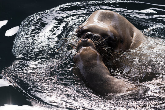 images of photographs of seals swimming in the water