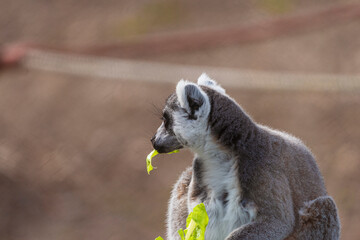 fotografia de un lemur comiendo hojas verdes , distraido alegremente 