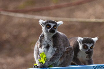 fotografia de un lemur comiendo hojas verdes , distraido alegremente 