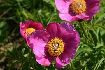 Pfingstrose, Gewöhnliche Pfingstrose, Paeonia officinalis
