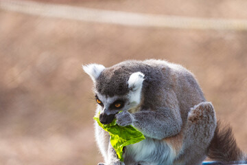 fotografia de un lemur comiendo hojas verdes , distraido alegremente 