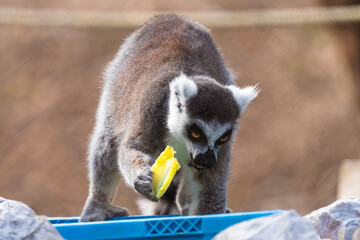 fotografia de un lemur comiendo hojas verdes , distraido alegremente 