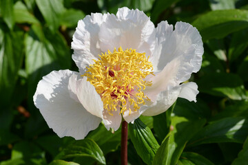 Pfingstrose, Pracht-Pfingstrose, Paeonia, Chalice