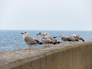 European herring gull or Larus argentatus birds