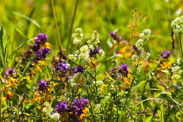 green summer background, photo shows meadow flowers and green grass