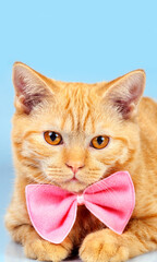 Portrait of cute funny red cat wearing blue bow tie. Vertical image - 764614613