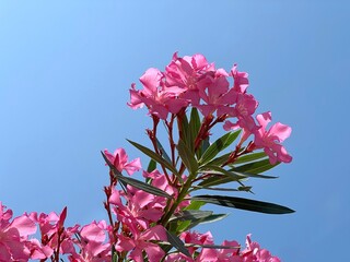 Pink oleander flowers against blue sky