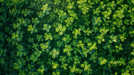 Fototapeta na wymiar Lush Green Forest Canopy from Above
