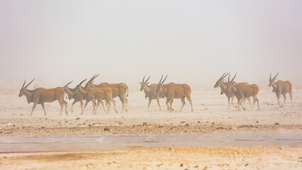 Herd of Eland antelopes (Taurotragus oryx) walking in a desert landscape during a sandstorm in...