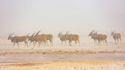 Papier Peint photo Lavable Antilope Herd of Eland antelopes (Taurotragus oryx) walking in a desert landscape during a sandstorm in Etosha National Park, Namibia 
