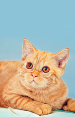 Cute business cat wearing glasses. Vertical image - 764616888