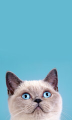 Portrait of cute siamese cat. Vertical image - 764616893