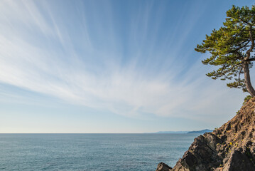 松の木の生える岬からの水平線