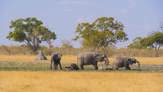 Small herd of elephant (Loxodonta africana) relaxing and playing in a muddy well, Moremi Game Reserve, Botsawana