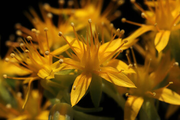 Close up goldmoss Stonecrop (Sedum acre) flower and leaves - 764619406
