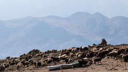 Flock of sheep in the Iranian mountains, Elbrus mountain range, Iran