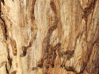 Fibers of rotten wood eaten by insects. Vintage wood background