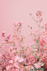 Ethereal Pink Flowers Against Soft Gradient Background.