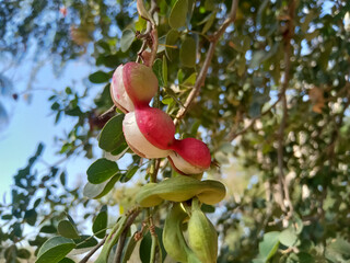 Manila tamarind fruits on tree It is a summer fruit with a sweet taste. 