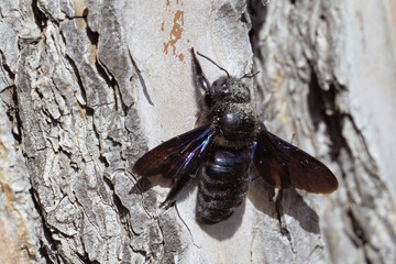 violet carpenter bee on the bark of a domestic pine