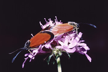 sluggish burnet moths in mating on a flower