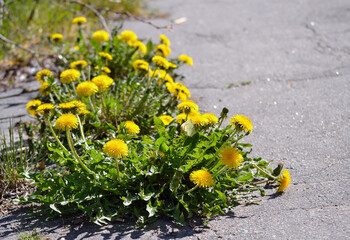 Blooming dandelions make their way through the asphalt