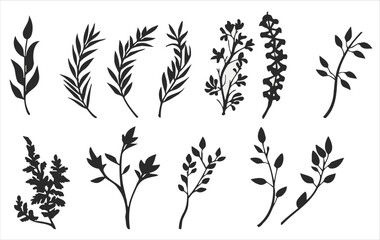 Vector of plant leaves on a white background