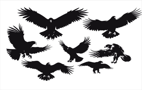 Vector of eagle silhouette on a white background