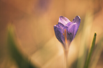 Single crocus flower delicately depicted in soft warm light. Spring flowers