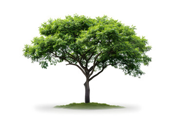 Fototapeta premium Tree isolated on white background