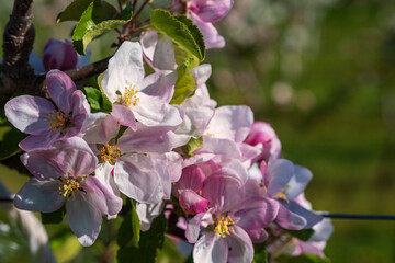 Close-up of pink cherry blossoms near Frauenstein - Germany in the Rheingau