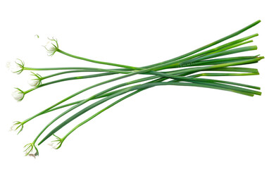 Delighting in the Flavorful Kick of Garlic Chives