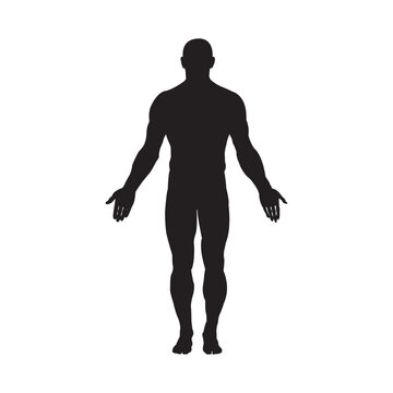 Male human body belonging to an adult man silhouette flat icon, vector illustration 