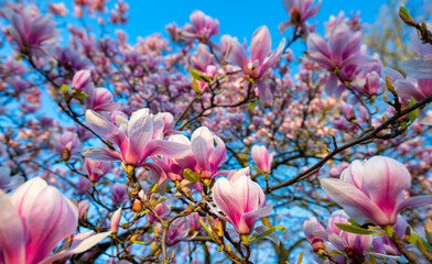 Blossoming magnolia with of pink and white flowers and leaf buds on a sunny blue sky day in...