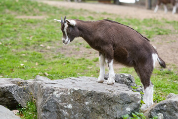 Brown goat climbs onto a stone. Farm animal on the farm. Animal