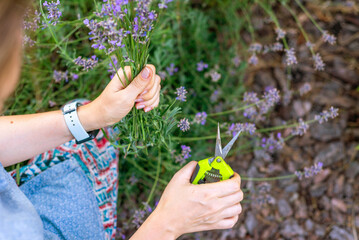 Young girl cuts lavender with secateurs. Gardening concept - young woman with pruner cutting and picking lavender flowers at summer garden