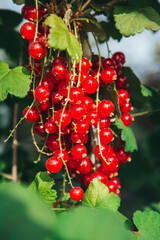 macro photography of red currants 