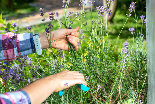 Pruning lavender bushes in spring or autumn. Women's hands cut lavender with garden scissors.