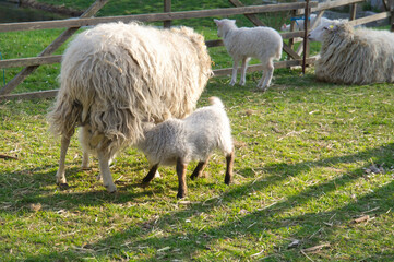 Easter lamb drinks with his mother in a green meadow. Baby farm animal on a farm