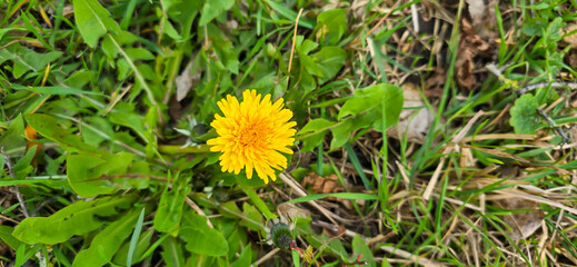Common dandelion (Taraxacum sect. Ruderalia)