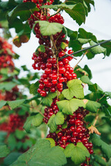 macro shot of red currants berries hanging from the bushes, against the backdrop of the garden