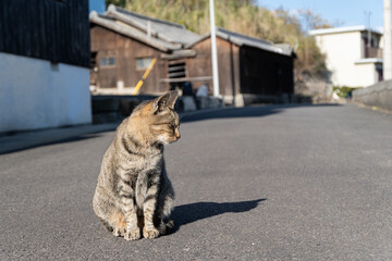 座る猫　キジトラ猫