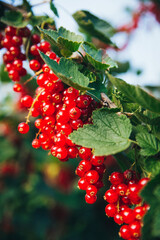 macro photography of red currants hanging from currant bushes