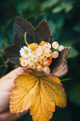 Closeup photo of white currant with leaves