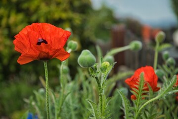 Fototapeta premium Blumenpracht im heimischen Garten in Langelsheim