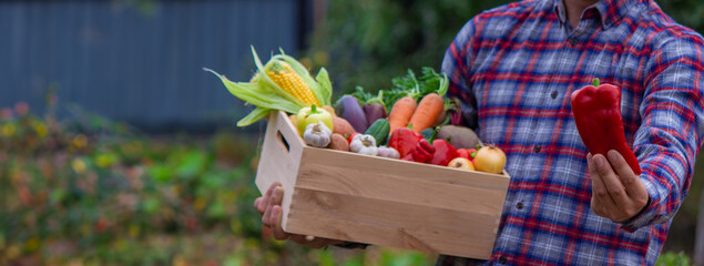 a male farmer holds a box of vegetables in his hands. Selective focus