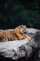 Bengal tiger resting on rock near lush greenery at a zoo