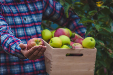 a male farmer holds a box of apples in his hands. Selective focus