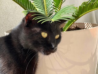 Black cat under palm leaves.